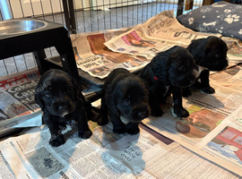 Gorgeous Litter of Cocker Spaniel Puppies