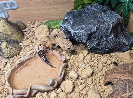 Male Leopard Gecko with Full Set Up
