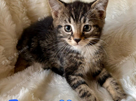 Meet the Shelby Kittens