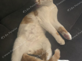 Ginger and white male kitten