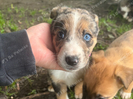Collie X Malinios puppies