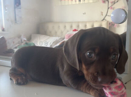 Beautiful dachshunds
