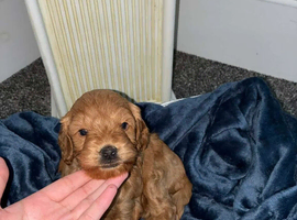 cockapoo