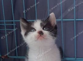 Ragdoll cross domestic kittens