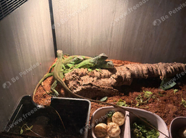 Iguanas for sale