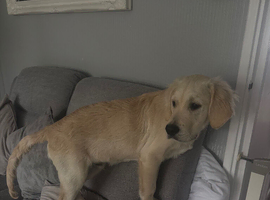 5 month old Golden Retriever