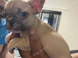 2 males 1 female French bulldogs