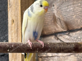 Young budgies