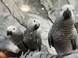 Hand-Rearing Friendly Baby Super Tame Cuddly African Grey Parrot,19