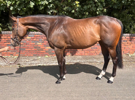 16hh mare