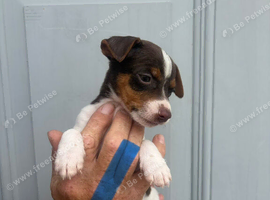 Jack Russell puppy&rsquo;s for sale