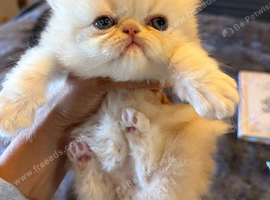 Cream shaded flat face Persian boy