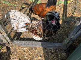 Polish Cockerel