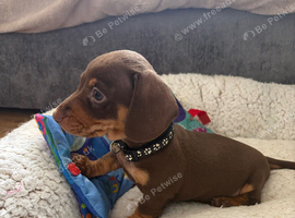 LAST GIRL AVAILABLE Miniature Dachshund