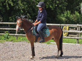 4yr old Welsh pony - UNREGISTERED