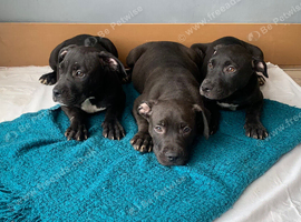 Pocket bulls