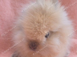 Netherland dwarf , mini rex lionhead kits