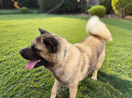 Proven Male Akita &ndash; Excellent Stud Opportunity