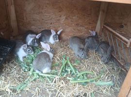 Rabbits