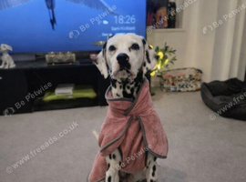 VERY SPECIAL HOME WANTED FEMALE DALMATIAN
