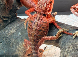 Super red baby bearded dragons ready to go