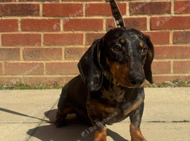 Amazing black/tan dapple boy