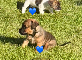 Cairn x patterdale pups