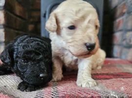 Toy poodle pups