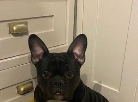 French cross English bulldog