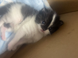 2 female kittens &pound;30 each