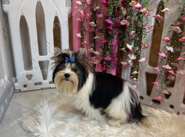 Beautiful Miniature Biewer Yorkshire Terrier Girl - 6 Months Old