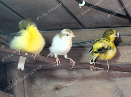 3 beautiful canaries