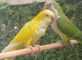 Proven pair of quakers parrots may deliver