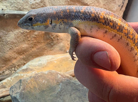 Berber Skink