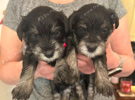 Miniature schnauzer puppies for sake