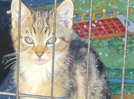 Male kitten