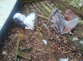 Pure Indian dove for sale