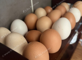 Hatching eggs