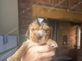 Amazing Show Type Cocker Spaniel Puppies