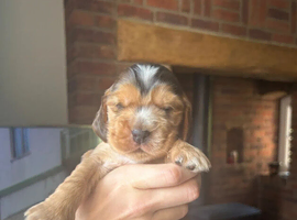 Beautiful Stunning Show Type Cocker Spaniel Puppies