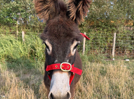 Choco the baby donkey