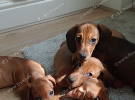 Miniature Dachshunds
