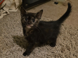 2 female kittens