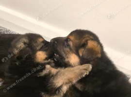 Stunning and strong German Shepherd puppies