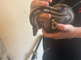 Royal Ball, Black Head Phantom