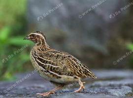 male couternix quail