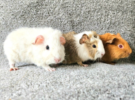 X3 Baby Boar Male Guinea Pigs