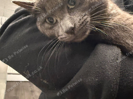 Blue Russian male cat 14 months old male