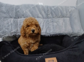 Poodle  puppies looking for there new home