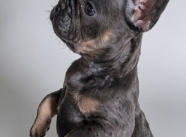 Beautiful boy  Ready now!